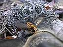 The_Fly_1600.jpg